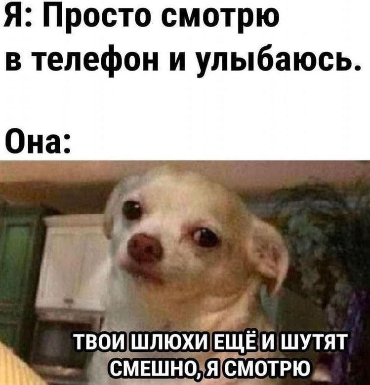 Твои шлюхи ещё и шутят смешно, я смотрю Я просто смотрю в телефон и улыбаюсь. Она: Твои шлюхи ещё и шутят смешно, я смотрю. Мем с собакой чихуахуа.