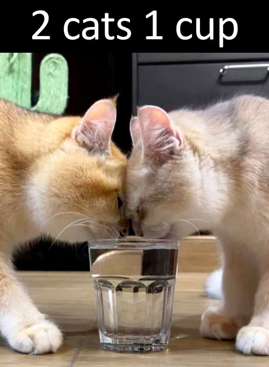 Две кошки один стакан Две кошки пьют воду из одного стакана