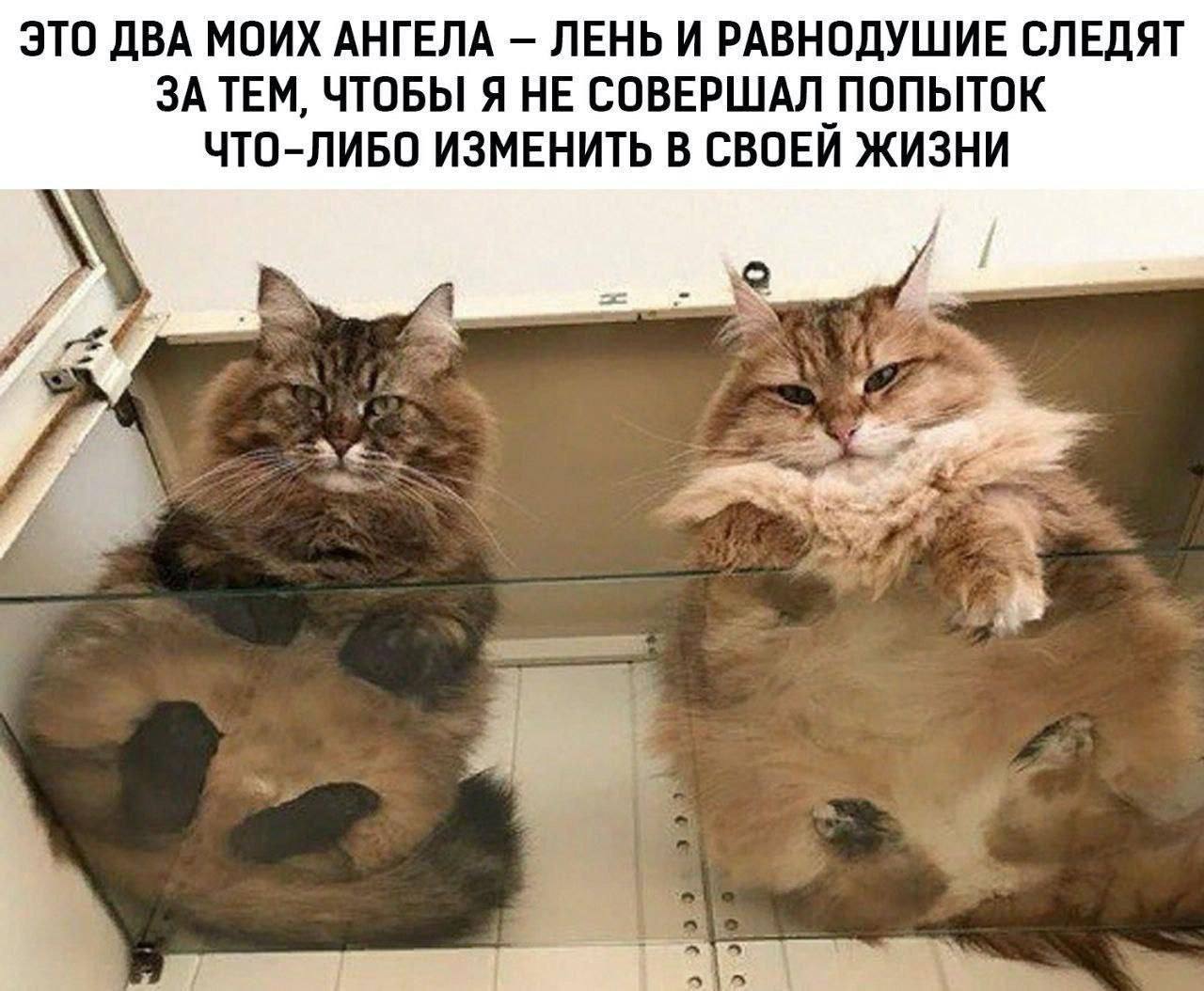 Лень и равнодушие следят за мной Два кота сидят на стеклянной полке над камерой и смотрят в объектив, один из них напоминает лень, а другой равнодушие, которые мешают человеку что-то изменить в своей жизни