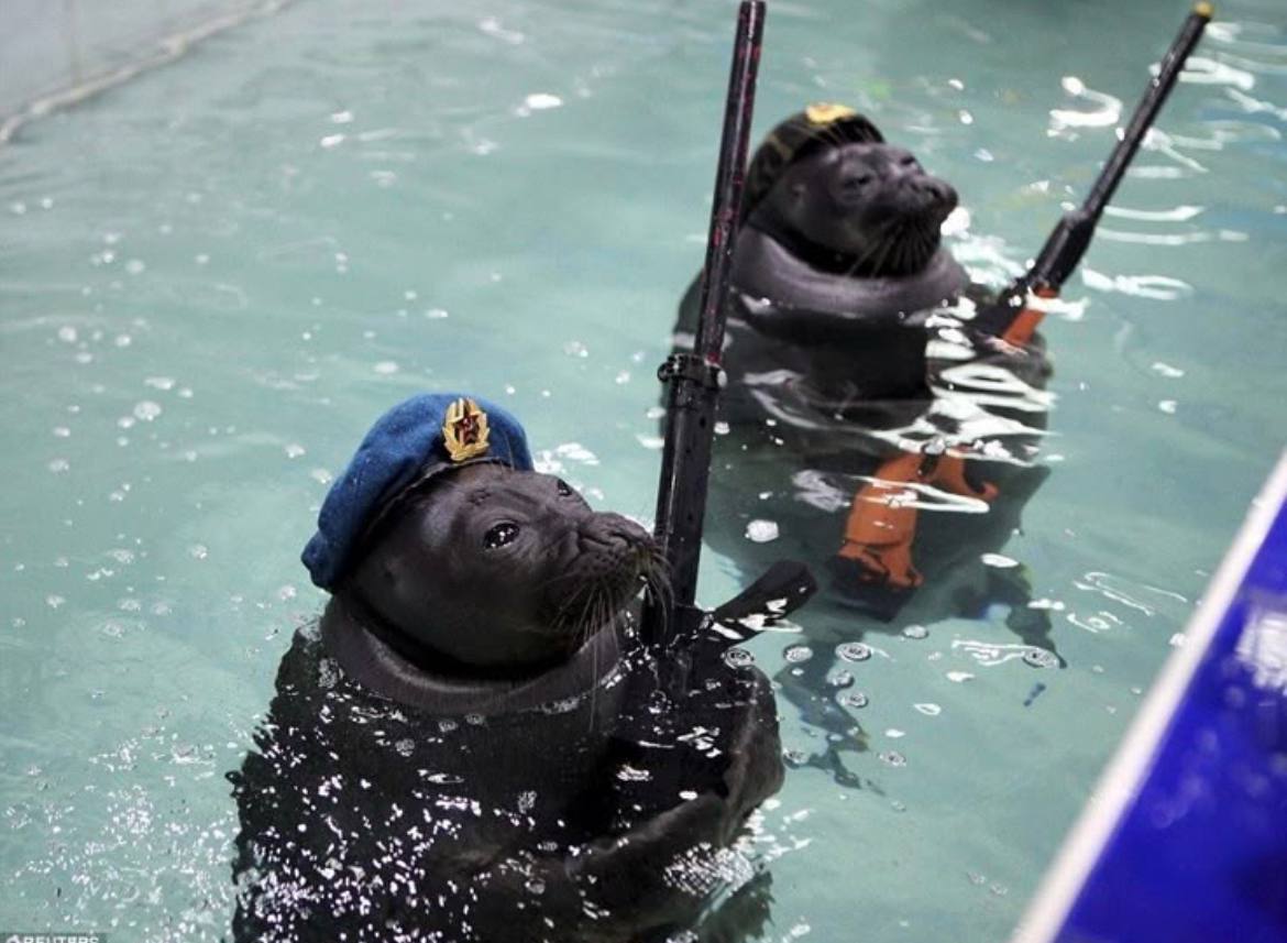 Тюлени в беретах ВМФ Два тюленя в беретах ВМФ с оружием в воде