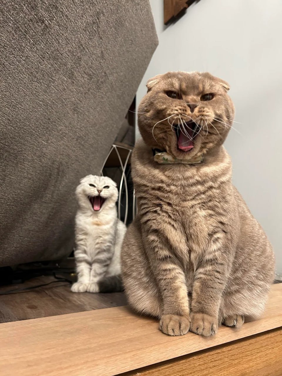 Два зевающих кота Два зевающих кота, большой и маленький, на фоне дивана
