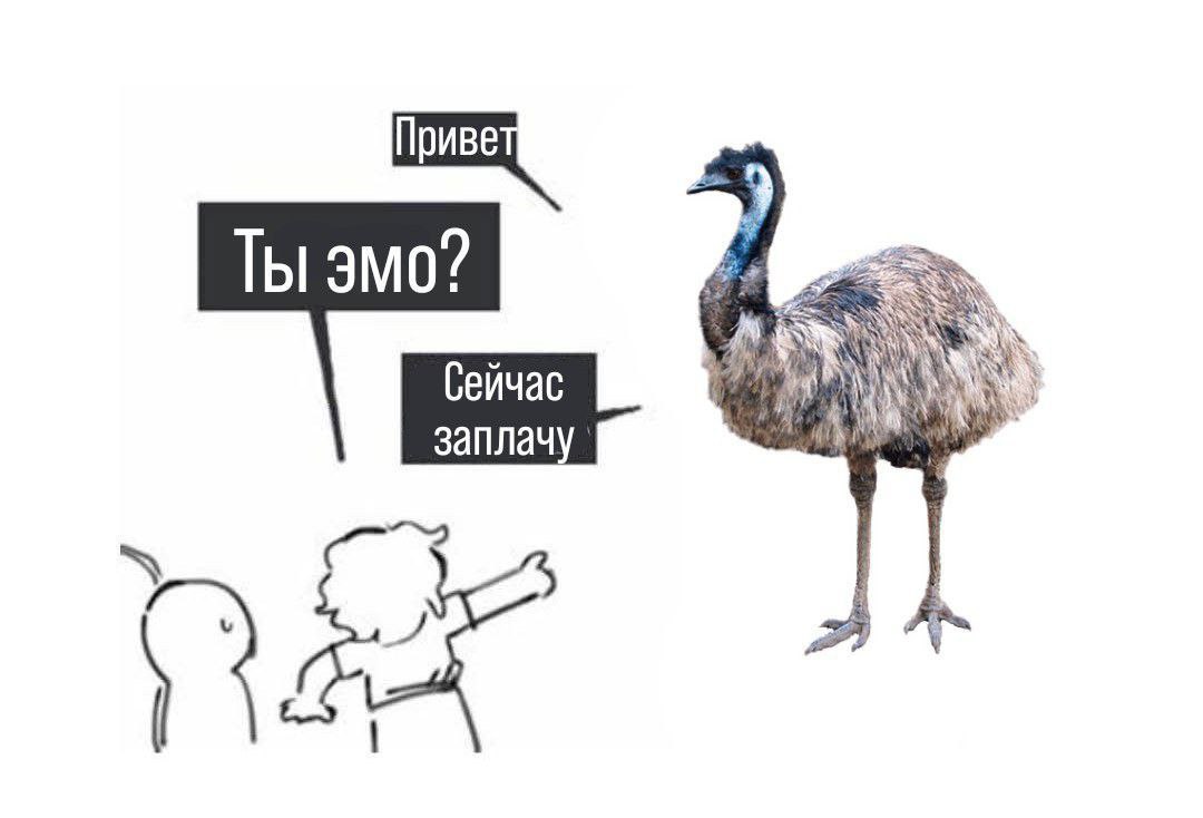 Ты эмо? Мем с птицей эму, которую спрашивают: "Ты эмо?"