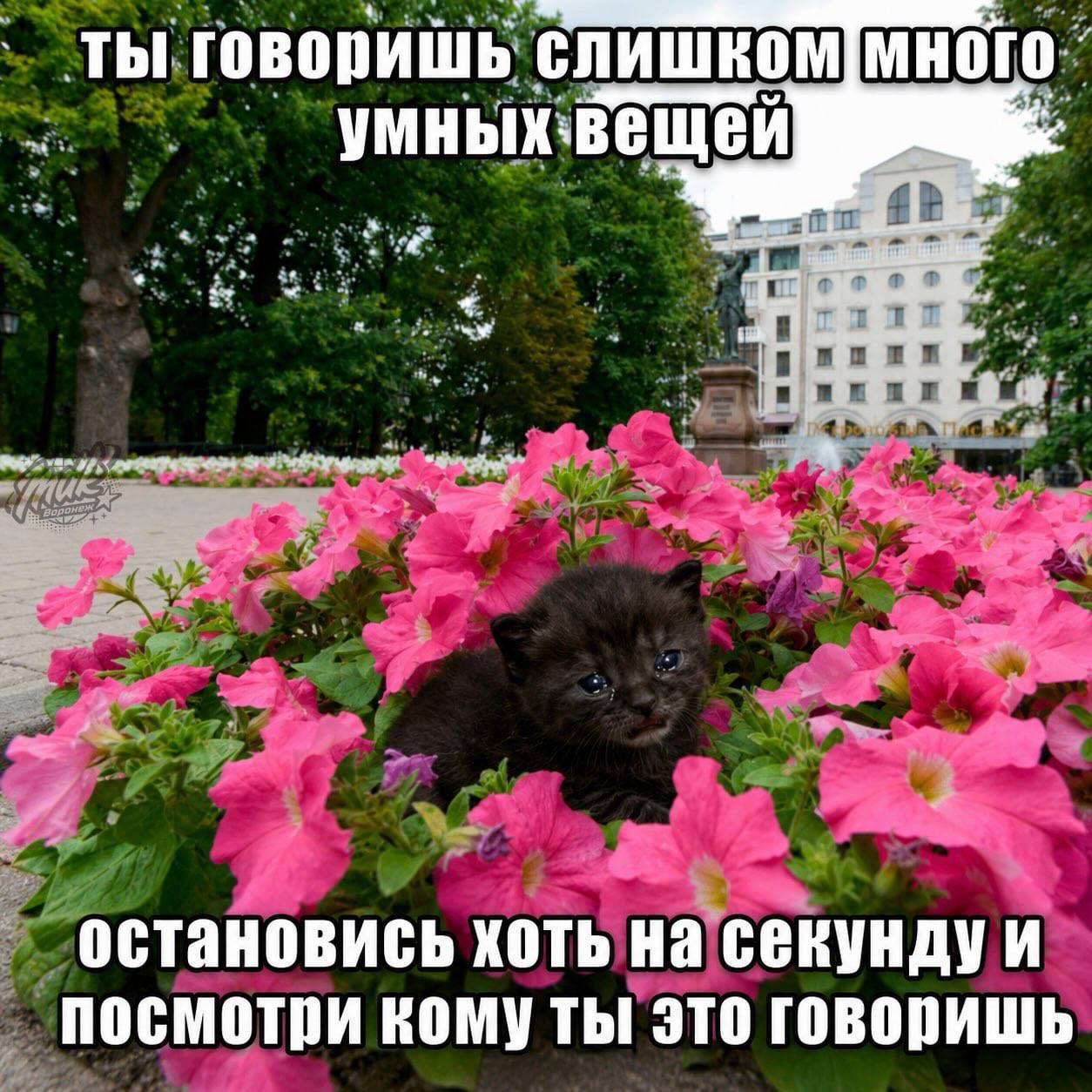 Маленький чёрный котёнок сидит среди розовых цветов в парке, а сверху и снизу написано: «Ты говоришь слишком много умных вещей. Остановись хоть на секунду и посмотри кому ты это говоришь».