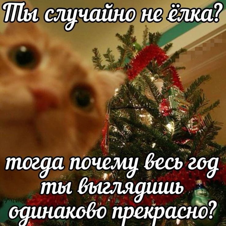 Мем с котом, который спрашивает: "Ты случайно не елка? Тогда почему весь год ты выглядишь одинаково прекрасно?"