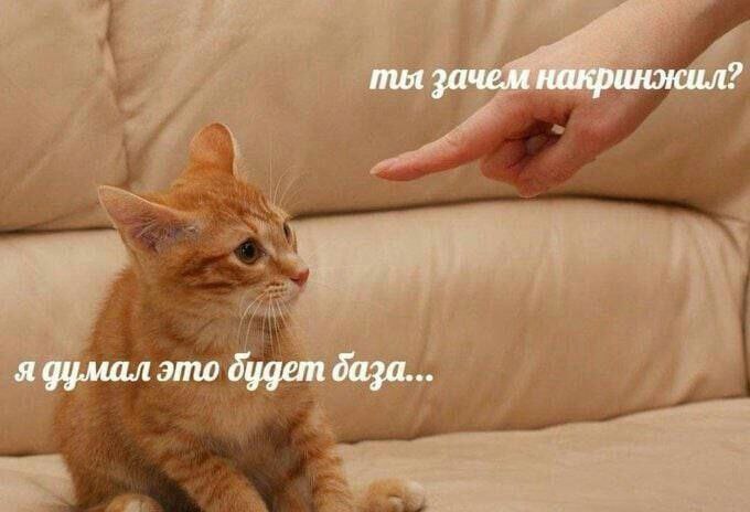 Ты зачем накринжил? Я думал это будет база Мем с котом, которого тыкают пальцем и спрашивают «Ты зачем накринжил?», а он отвечает «Я думал это будет база...»
