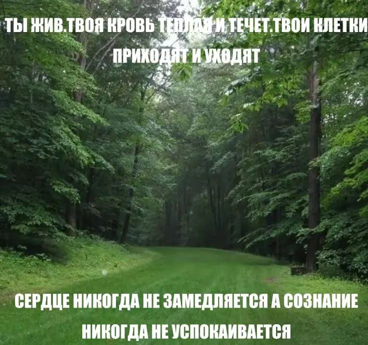 Ты жив, твоя кровь теплая и течет Мем с надписью «Ты жив, твоя кровь теплая и течет, твои клетки приходят и уходят, сердце никогда не замедляется, а сознание никогда не успокаивается» на фоне лесной поляны.