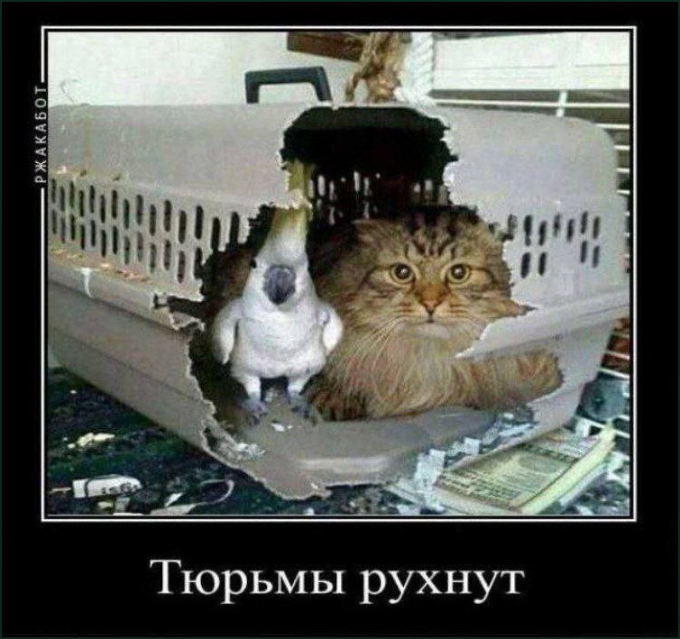 Тюрьмы рухнут Мем с котом и попугаем, сломавшими клетку