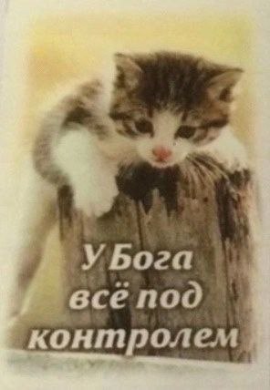 Маленький котёнок сидит на деревянном столбе, а на изображении написано: «У Бога всё под контролем»