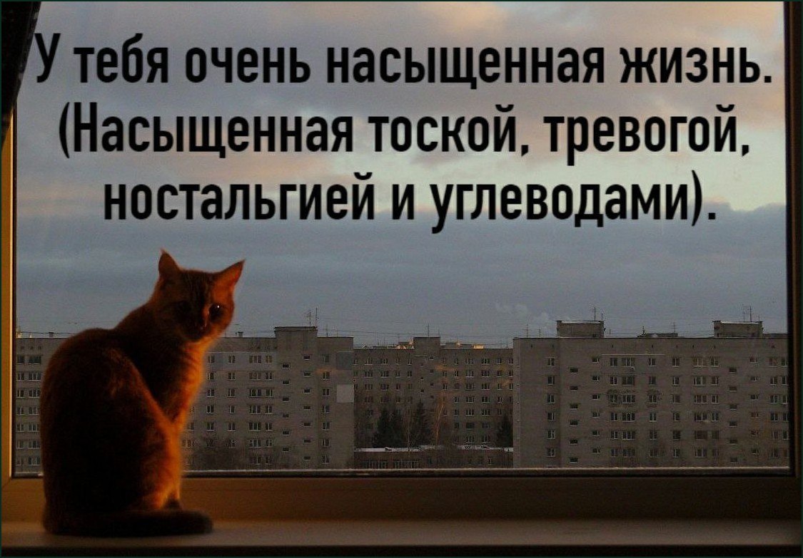 Рыжий кот задумчиво смотрит в окно на серые многоэтажки под надписью о насыщенной тоской, тревогой, ностальгией и углеводами жизни.