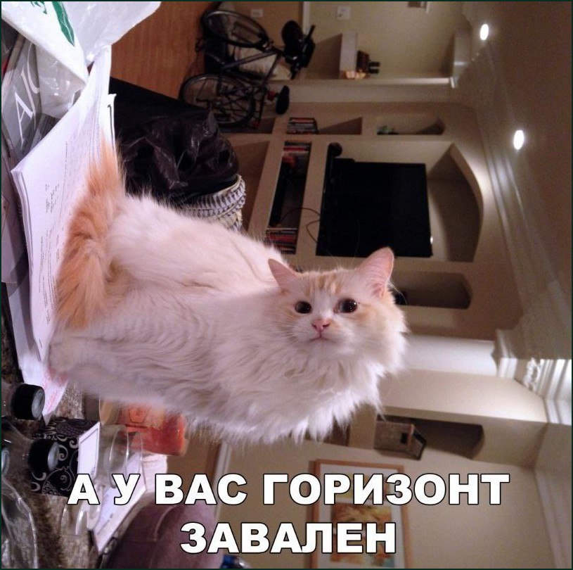 Бело-рыжий кот, висящий в воздухе, с надписью «А у вас горизонт завален»