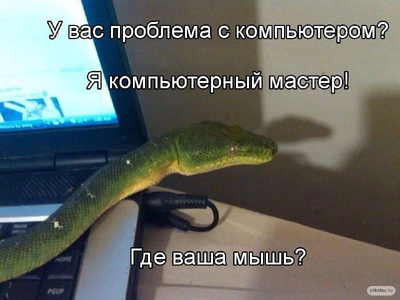 У вас проблема с компьютером? Я компьютерный мастер! Где ваша мышь? Мем с зеленой змеей, лежащей на ноутбуке, с подписью: "У вас проблема с компьютером? Я компьютерный мастер! Где ваша мышь?"
