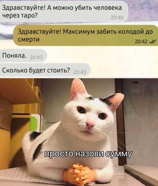 Здравствуйте! А можно убить человека через таро? Переписка про убийство человека через таро и кот с маленькими руками, который говорит «просто назови сумму».