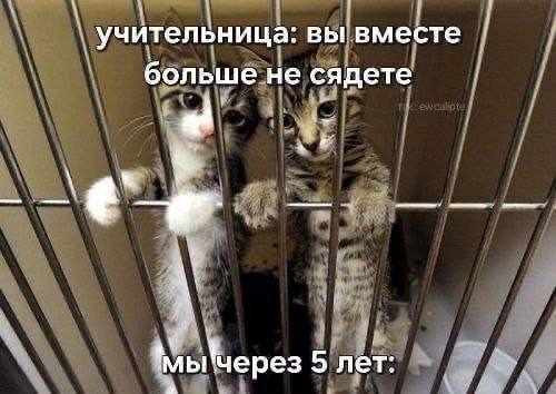 Два котёнка в клетке, прижавшиеся друг к другу, с подписью про учительницу: «вы вместе больше не сядете» и ответом «мы через 5 лет»