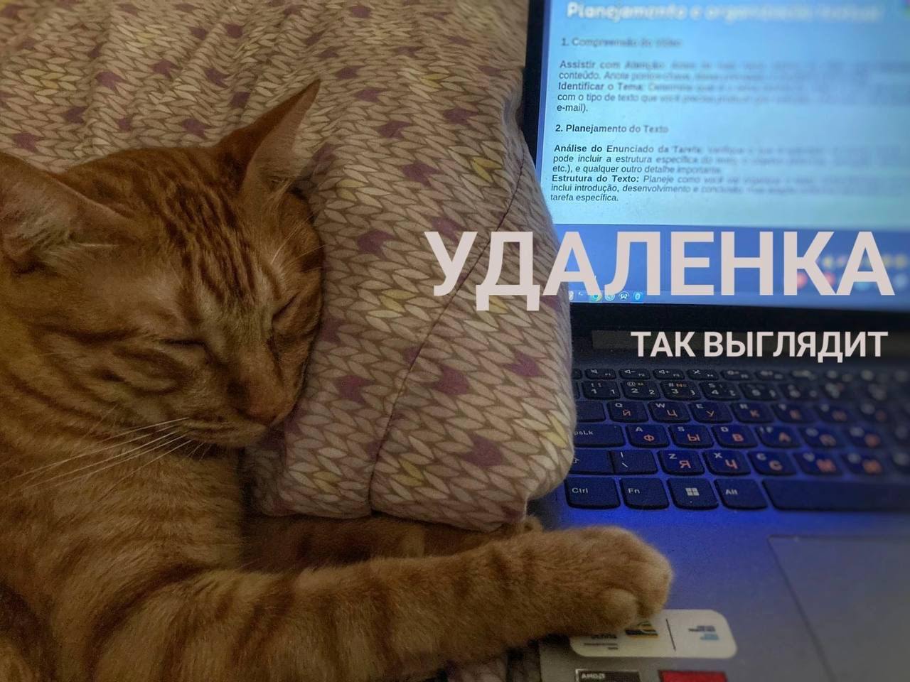 Удаленка так выглядит Мем с рыжим котом, спящим на подушке рядом с ноутбуком, и надписью «Удаленка так выглядит»