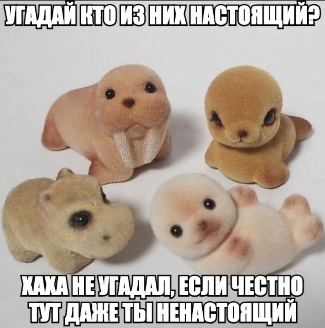 Угадай кто из них настоящий Угадай кто из них настоящий: четыре милых зверушки с бархатным покрытием, одна из которых может оказаться настоящей, а затем выясняется, что все ненастоящие, включая тебя.