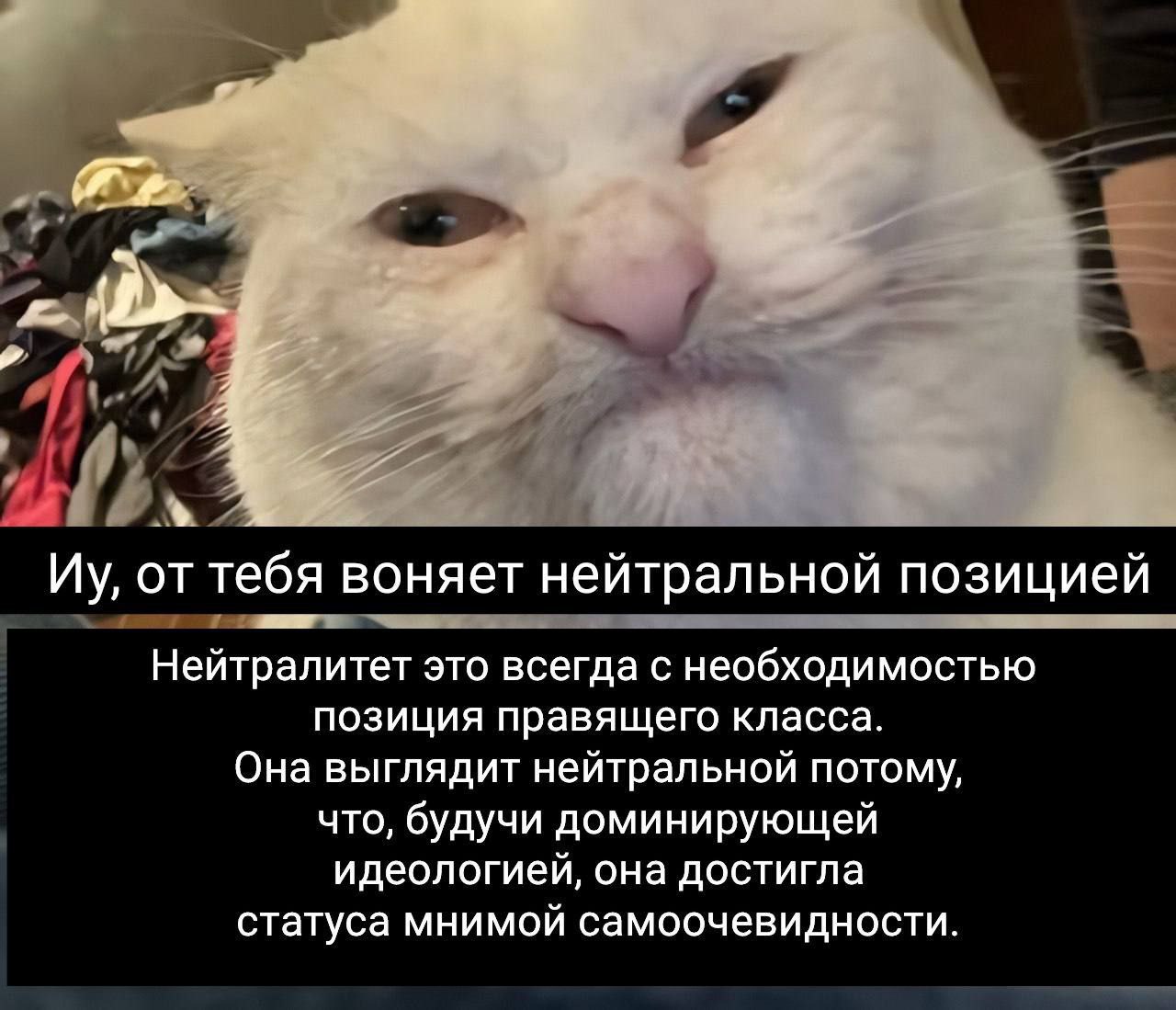 Иу, от тебя воняет нейтральной позицией Белый кот смотрит на зрителя с неодобрением, а на фоне беспорядочно лежит одежда. Надпись на картинке гласит: "Иу, от тебя воняет нейтральной позицией. Нейтралитет это всегда с необходимостью позиция правящего класса. Она выглядит нейтральной потому, что, будучи доминирующей идеологией, она достигла статуса мнимой самоочевидности."