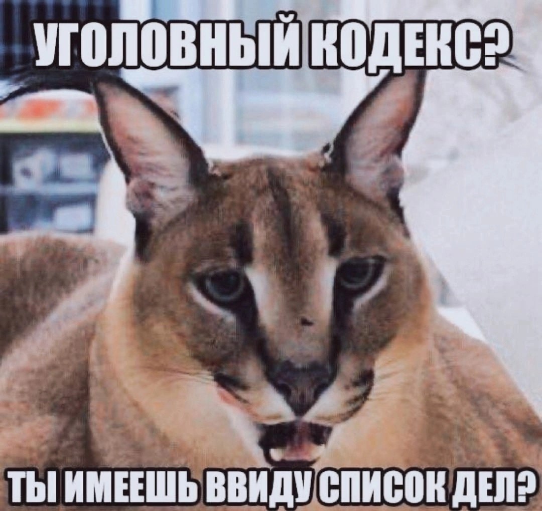 Уголовный кодекс? Ты имеешь в виду список дел? Мем с каракалом, который удивленно спрашивает: «Уголовный кодекс? Ты имеешь в виду список дел?»
