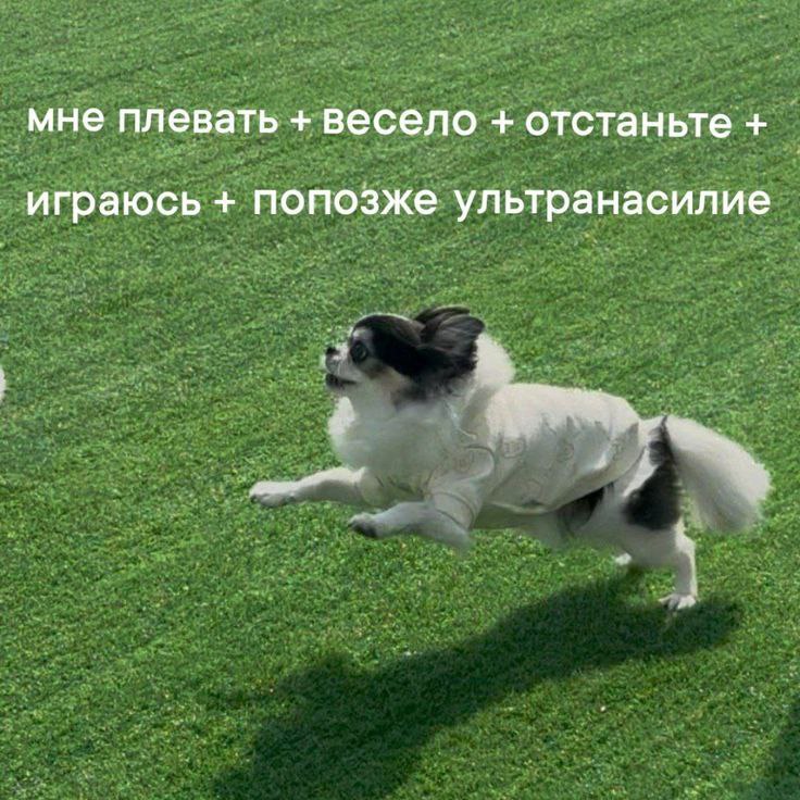 Попозже ультранасилие Мем с летающей собакой и фразой «попозже ультранасилие»