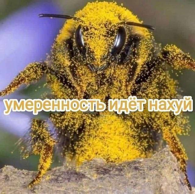 Умеренность идёт нахуй Мем с пчелой, полностью покрытой желтой пыльцой, и надписью «Умеренность идёт нахуй»