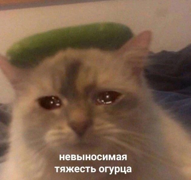Невыносимая тяжесть огурца Мем с котом, плачущим из-за невыносимой тяжести огурца на голове