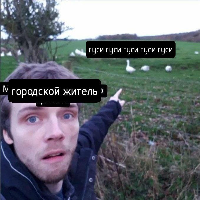 Я городской житель и гуси Городской житель впервые увидел гусей