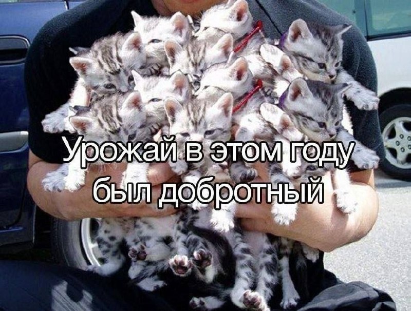 Человек держит на руках множество котят с подписью «Урожай в этом году был добротный».