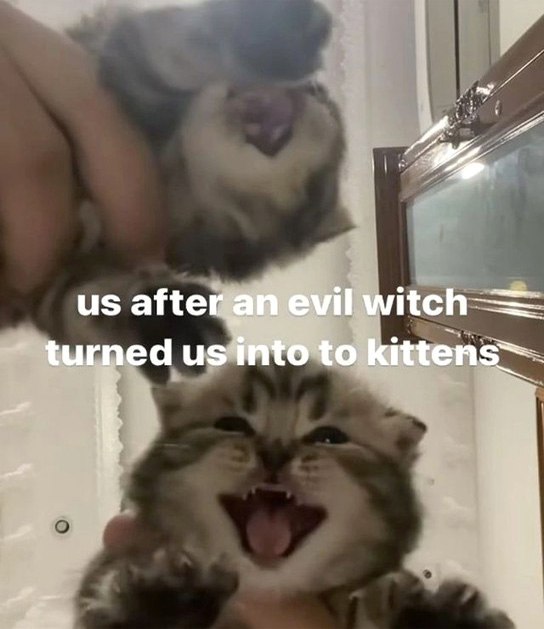 Us after an evil witch turned us into to kittens Два пушистых котенка, один из которых висит вниз головой, а другой «улыбается» в камеру.