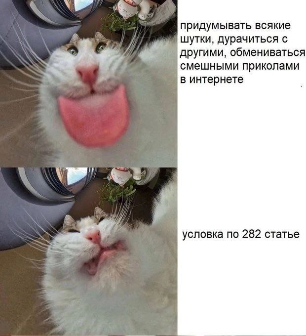 Условный срок по 282 статье УК РФ Мем с котом и условным сроком по 282 статье УК РФ.