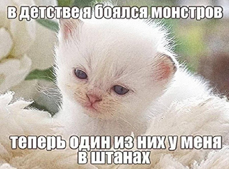 Маленький белый котёнок с грустной мордочкой и подписью о том, что в детстве боялся монстров, а теперь один из них у него в штанах