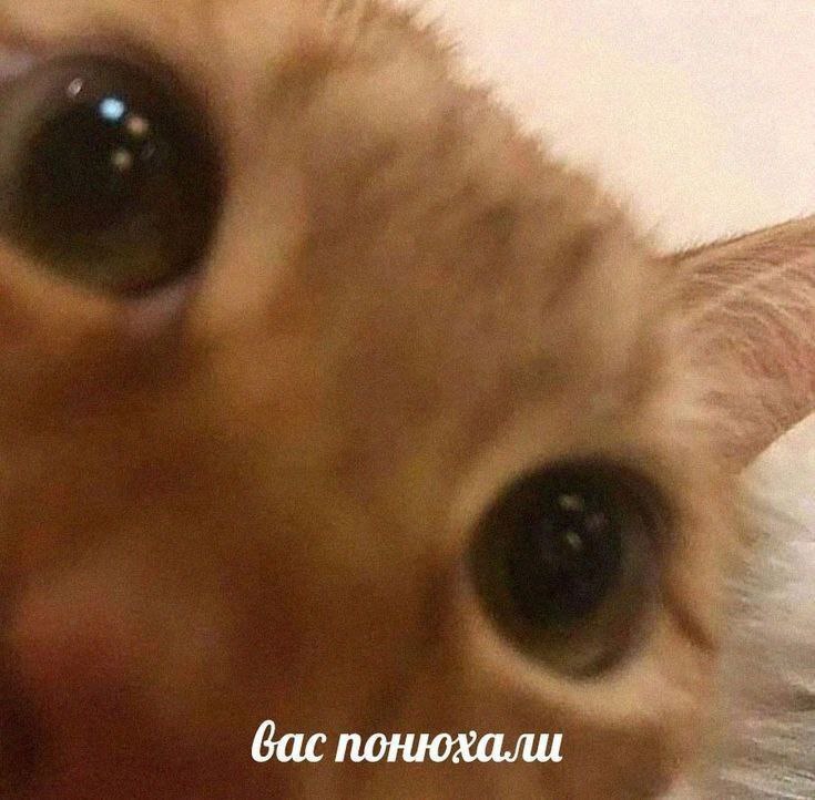 Вас понюхали Кот крупным планом с надписью "Вас понюхали"