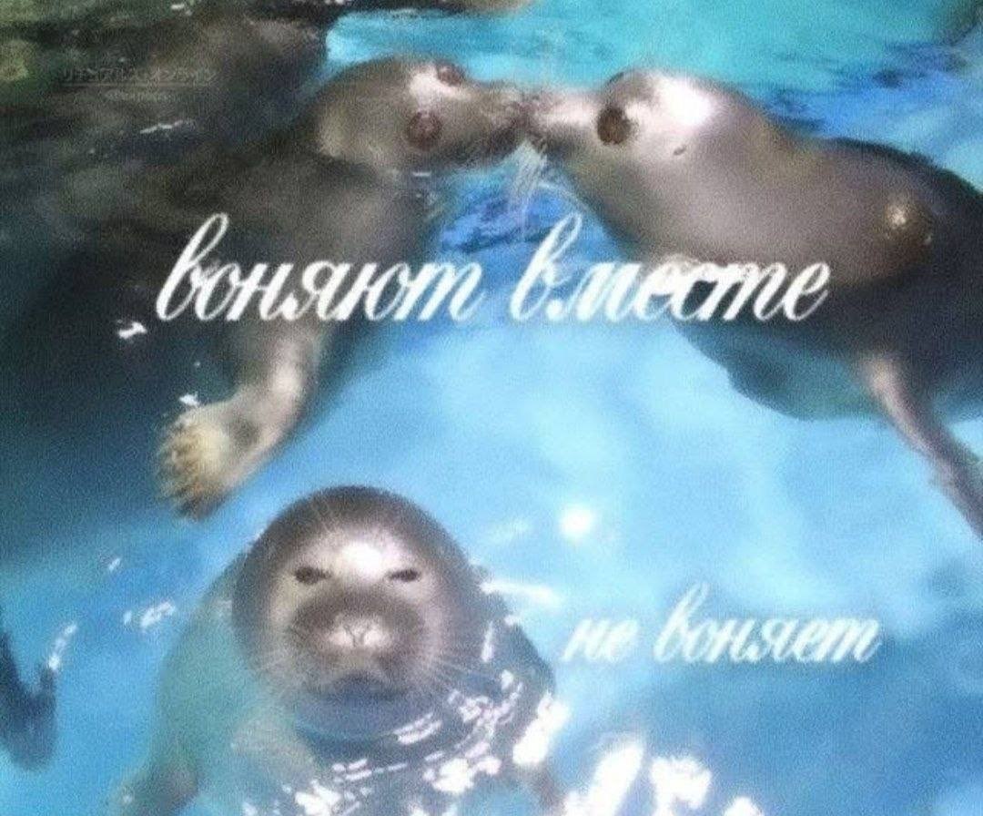 Морские животные плавают в бассейне с надписями «воняют в басейне» и «не воняют».