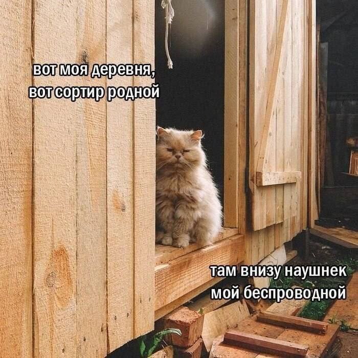 Вот моя деревня, вот сортир родной Кот в дверном проеме деревянного туалета сидит с очень серьезным видом и строит из себя рэпера.