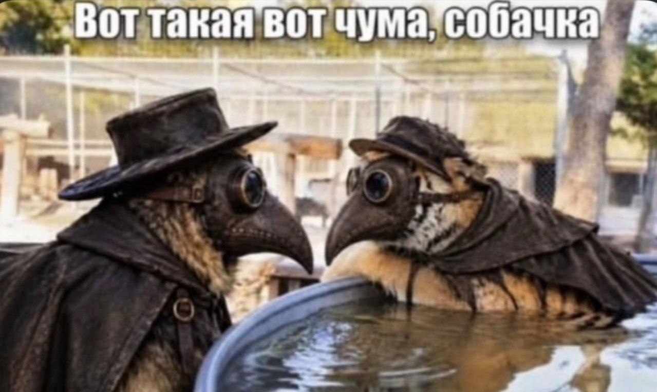 Две вороны в костюмах чумных докторов стоят у воды, а сверху написано: «Вот такая вот чума, собачка».