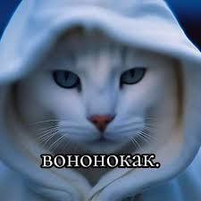Вононокак кот в капюшоне Мем с белым котом в капюшоне, который смотрит прямо и будто говорит: вононокак