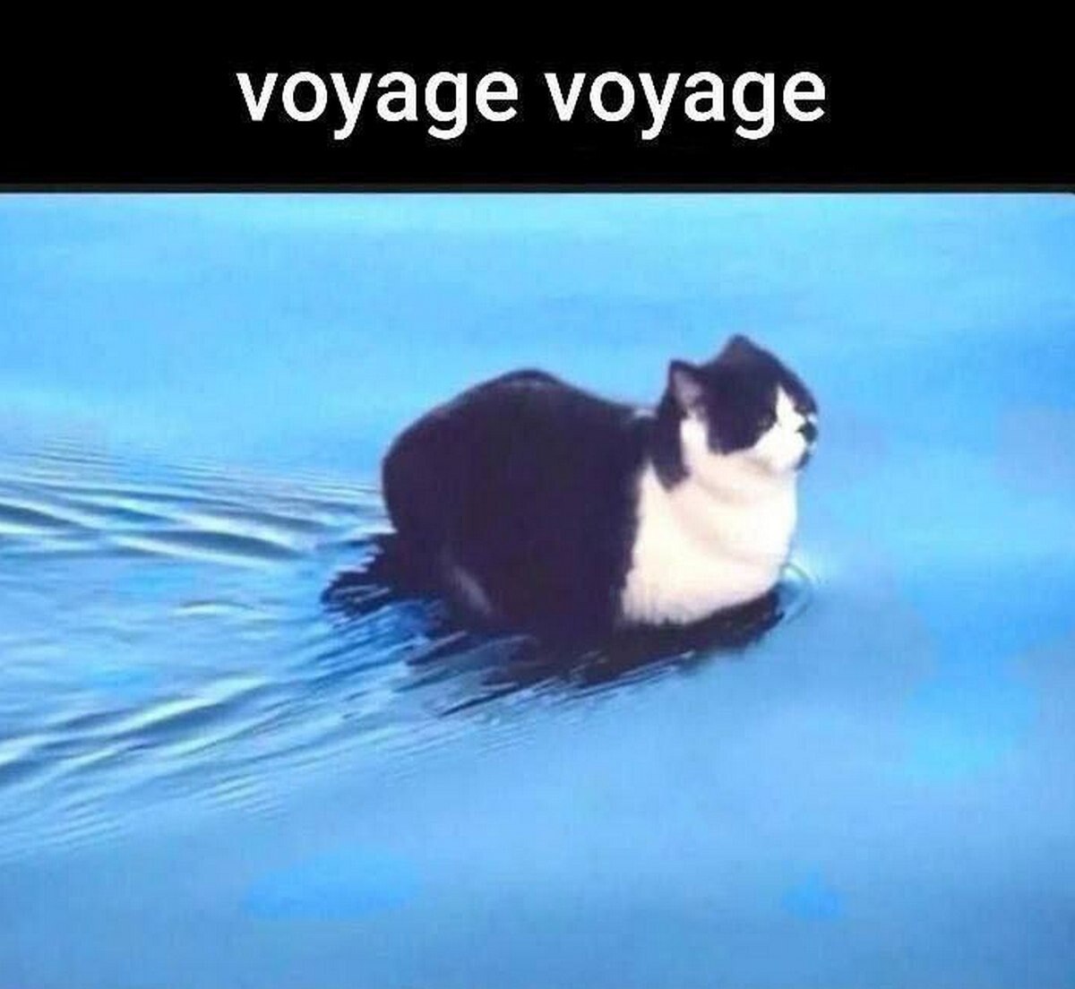 Кот плывет по воде с надписью "voyage voyage"