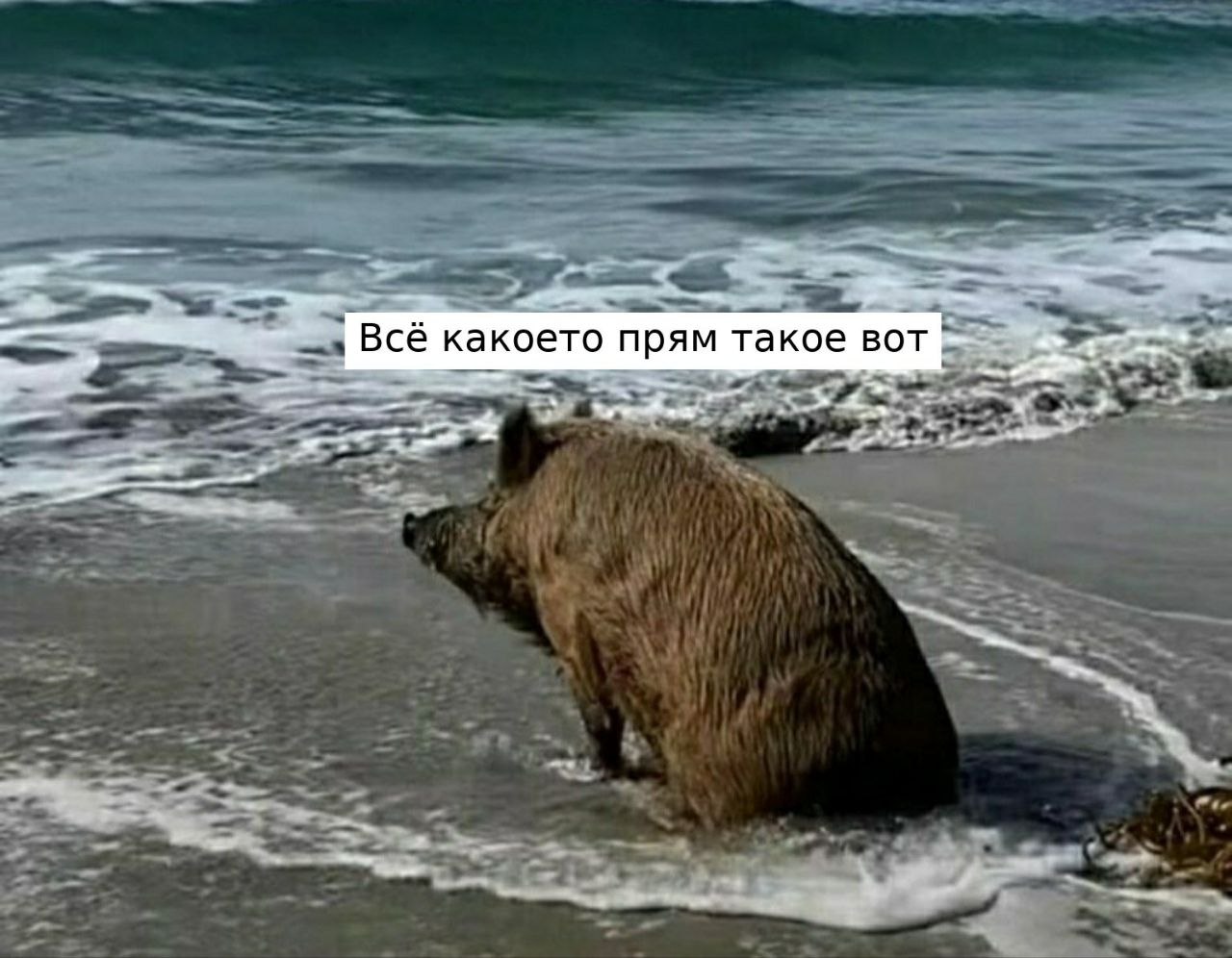 Мокрый кабан сидит в морской воде с выражением полного смирения, а над ним написано: «Всё какое-то прям такое вот».