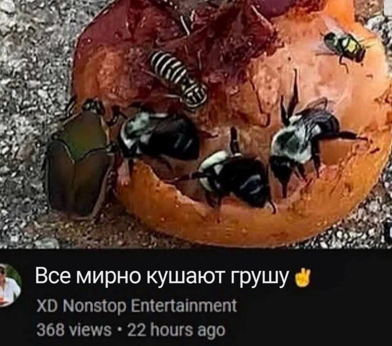 Все мирно кушают грушу На картинке изображены насекомые, мирно поедающие грушу: жук, несколько пчел и осы. И подпись внизу с YouTube: Все мирно кушают грушу.