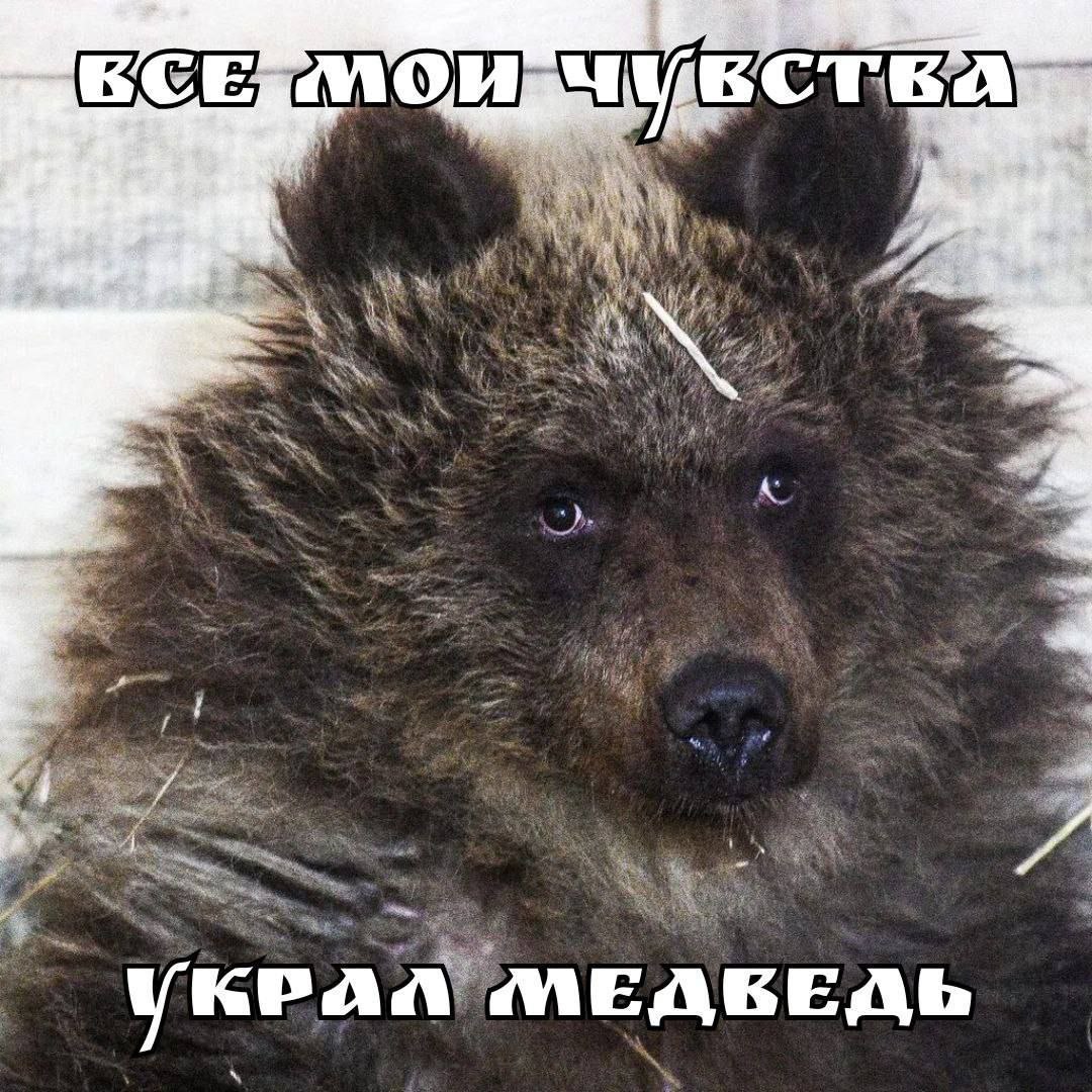 Все мои чувства украл медведь Грустный медведь, у которого украли все чувства
