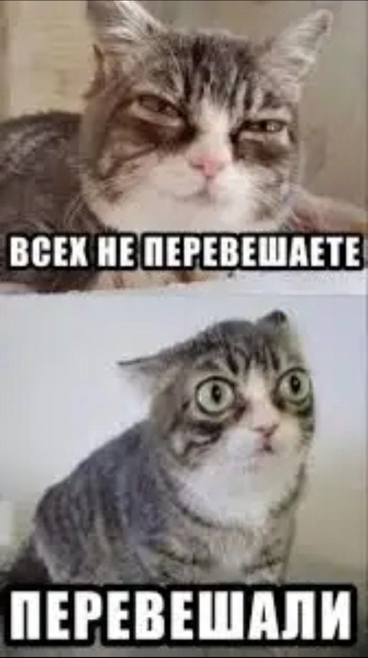 Недовольный кот говорит, что всех не перевешаите, а затем с удивлением узнаёт, что их всё-таки перевешали.
