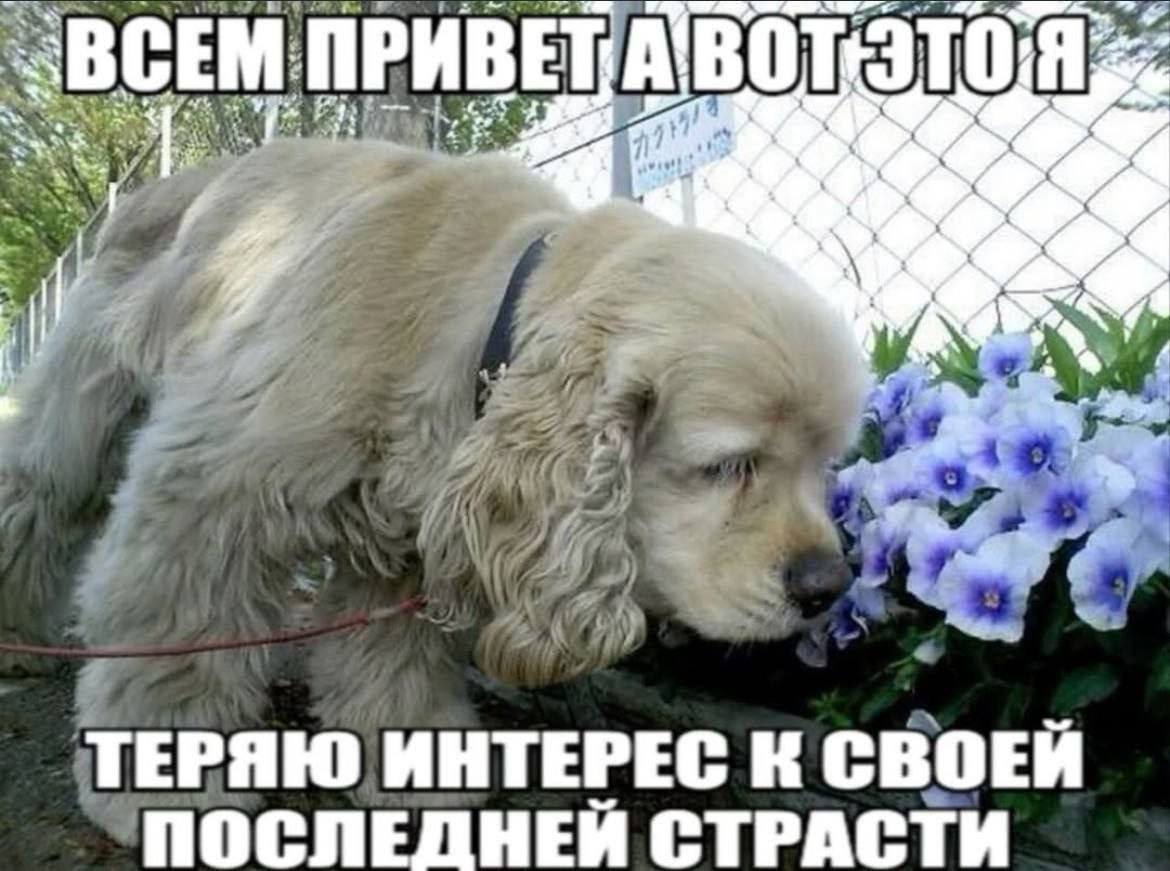 Грустный кокер-спаниель нюхает цветы с подписью о потере интереса к своей последней страсти.