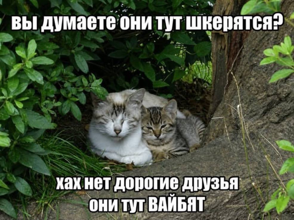 Две кошки прячутся в кустах, а подпись шутит, что они не шкерятся, а «вайбят»