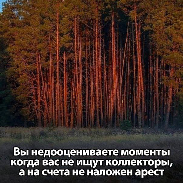 Сосновый лес с надписью о том, как важно ценить моменты, когда вас не ищут коллекторы и на счета не наложен арест.