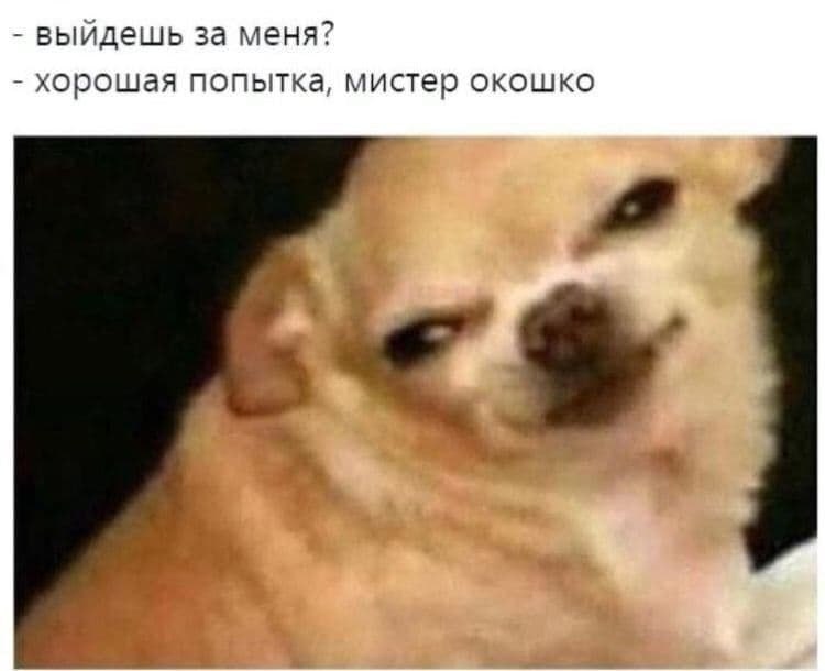 Ухмыляющийся кот отвечает на предложение: «Хорошая попытка, мистер окошко».