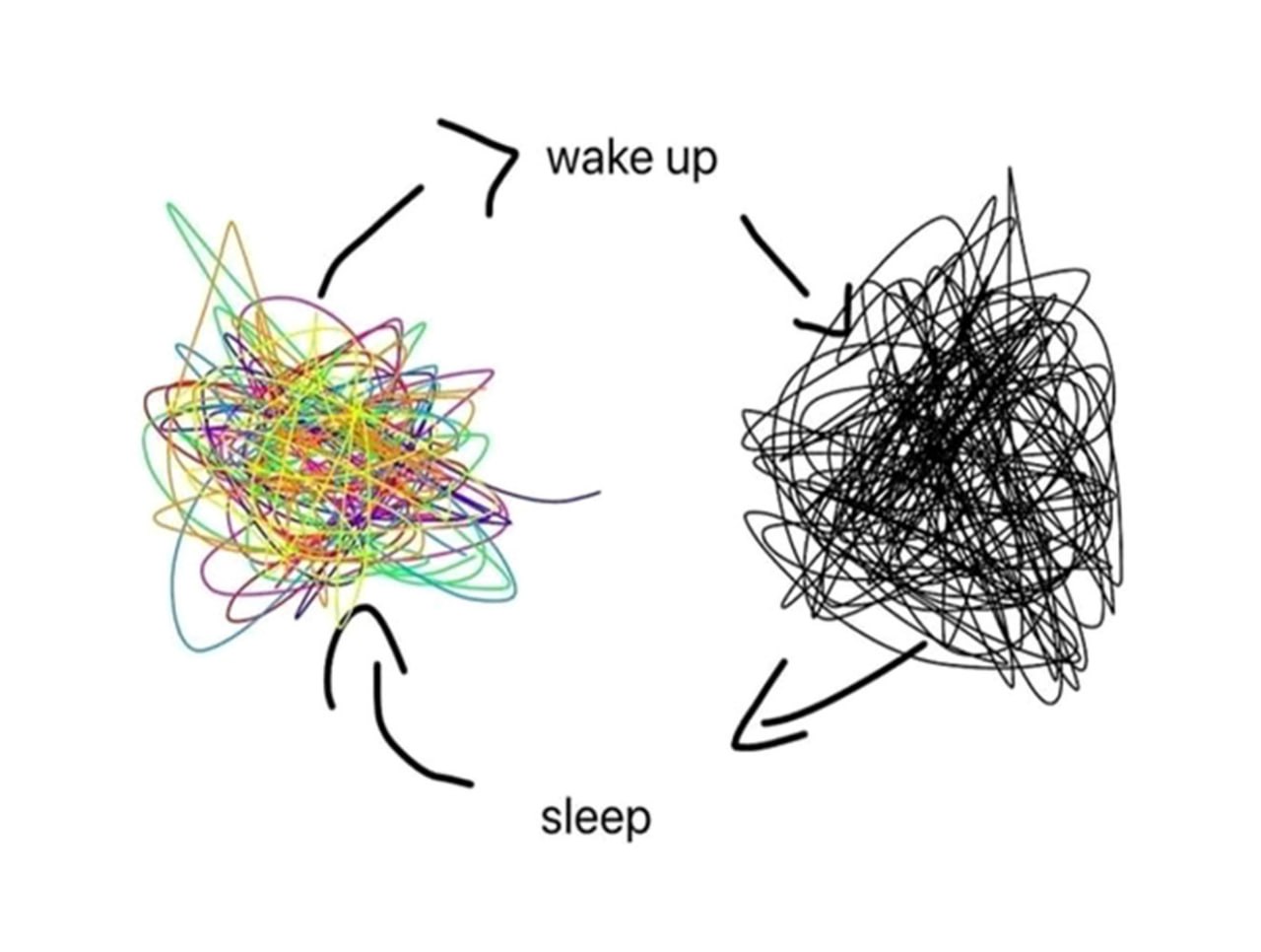 Wake up sleep цикл Цикл "Wake up sleep" с запутанными клубками линий