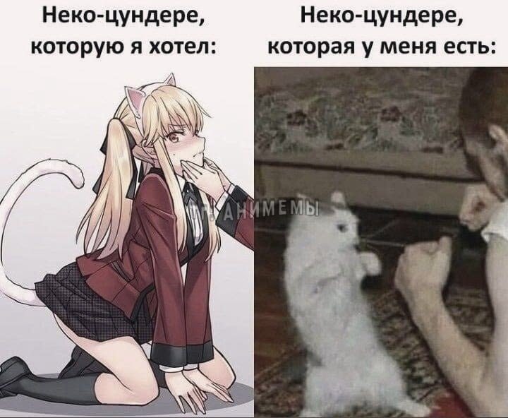 Сравнение желаемой неко-цундере из аниме с настоящим белым котом, который забавно стоит на задних лапах.
