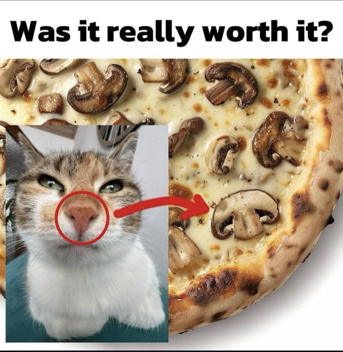 Was it really worth it? Нос кошки и гриб на пицце Пицца с грибами и нос кота, похожий на гриб