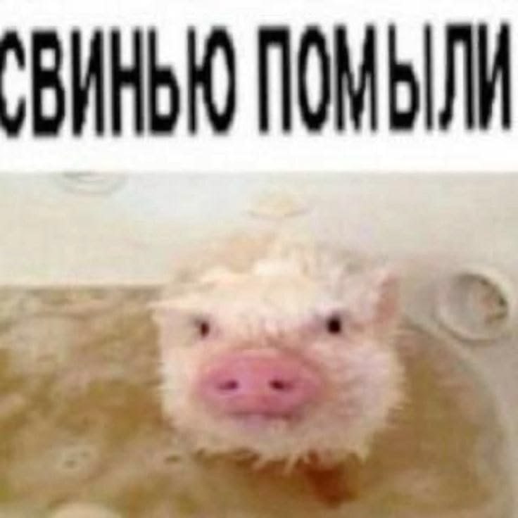 Забавный поросёнок после купания с подписью «Свинью помыли».