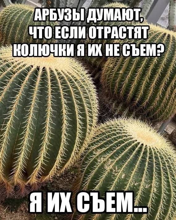 Колючие кактусы похожи на арбузы, которые пытаются защититься от того, кто всё равно собирается их съесть.