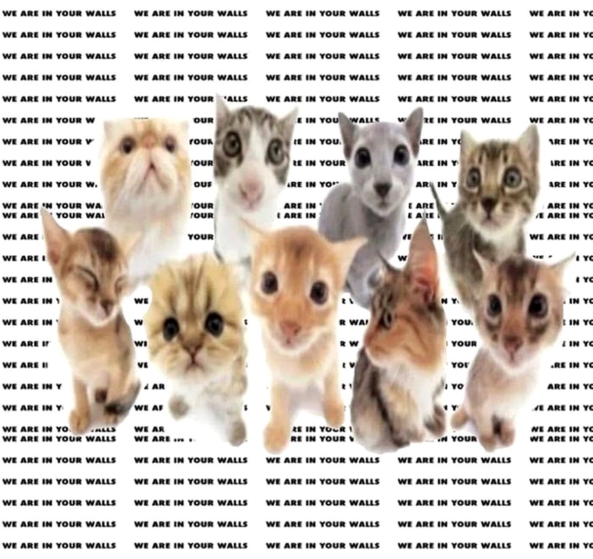 We are in your walls Мем с милыми котятами и надписью «Мы в ваших стенах»