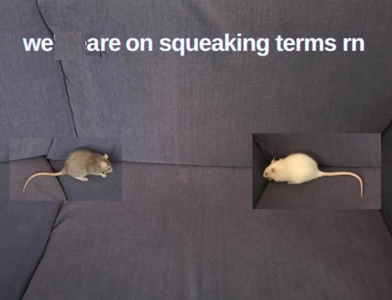 We are on squeaking terms rn Мем с двумя мышами на сером диване и надписью «We are on squeaking terms rn»
